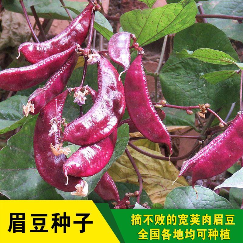 营养紫眉豆红扁豆种子早熟耐热耐寒无筋无丝肉厚软糯