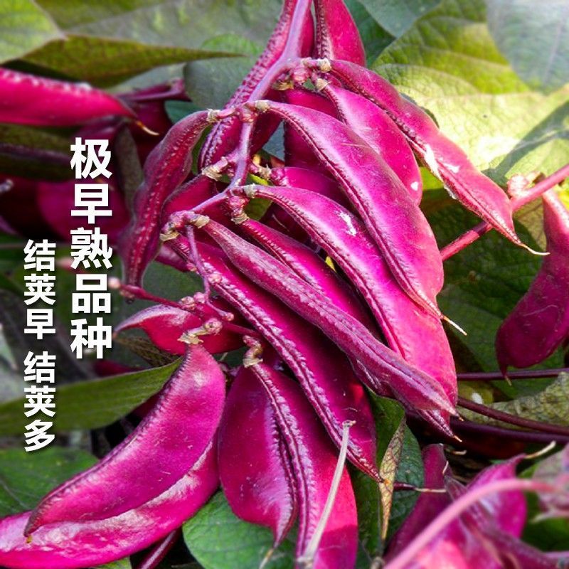 营养紫眉豆红扁豆种子早熟耐热耐寒无筋无丝肉厚软糯