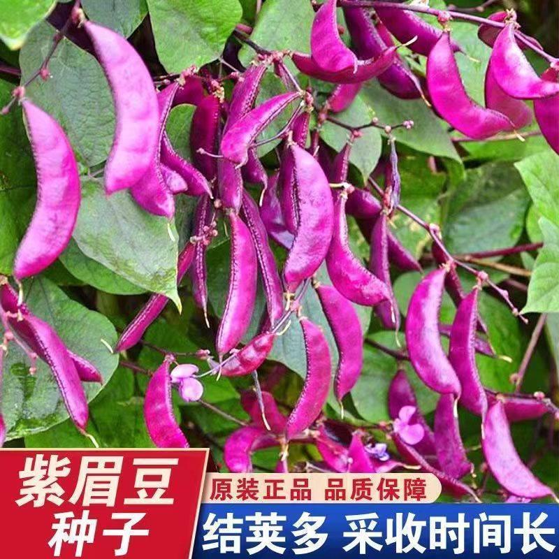 营养紫眉豆红扁豆种子早熟耐热耐寒无筋无丝肉厚软糯