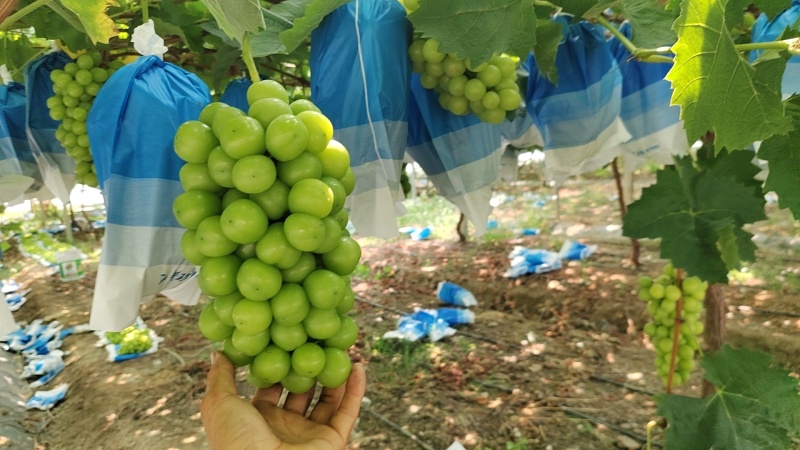 江苏精品阳光玫瑰现货先发量大从优