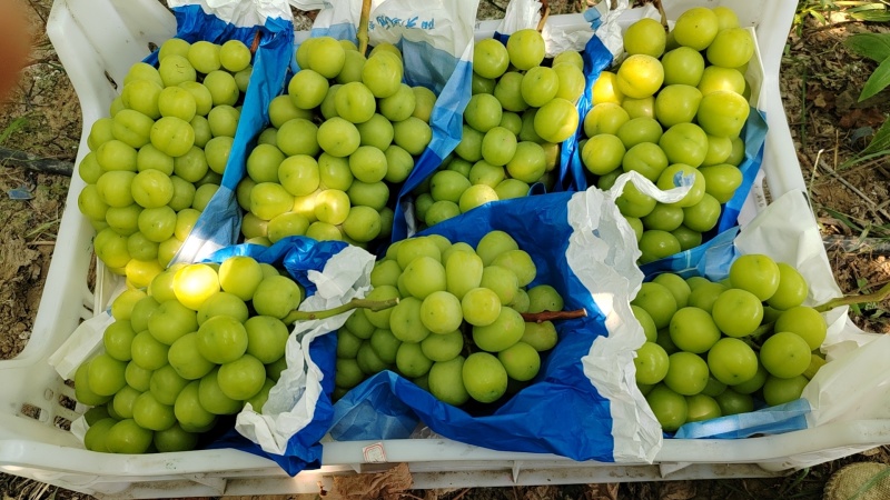 江苏精品阳光玫瑰现货先发量大从优