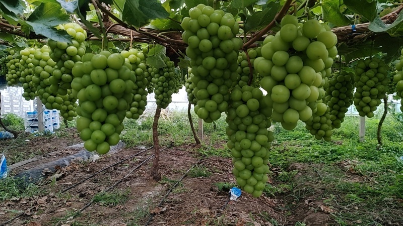 江苏精品阳光玫瑰现货先发量大从优