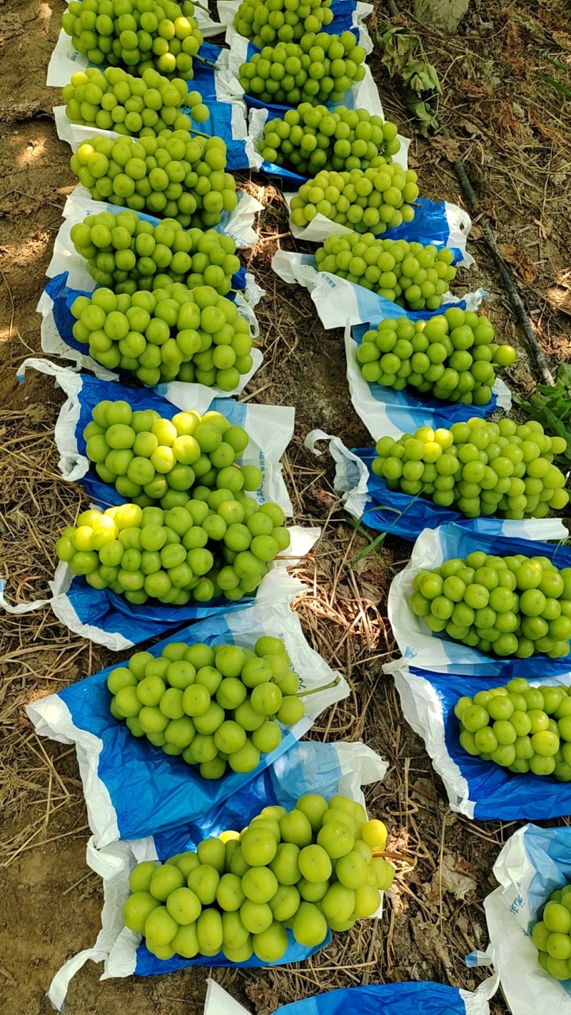 江苏精品阳光玫瑰现货先发量大从优