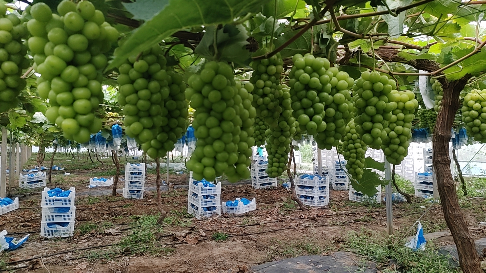 果农正在阳光玫瑰葡萄园中进行手工采摘,果粒饱满,色泽鲜亮,呈现出丰收的喜悦场景 阳光玫瑰采摘现场