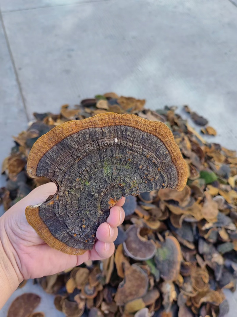 纯野生，桑黄，野生桑黄～净重1000克起发包邮！