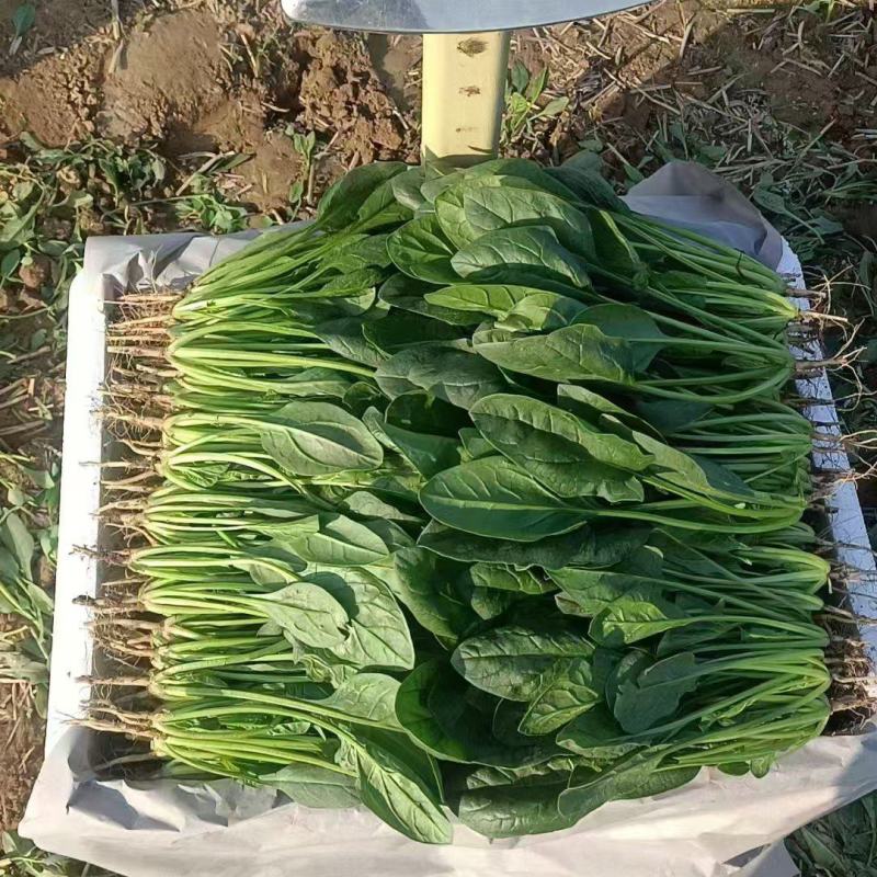 【实力推荐】河北菠菜/大叶菠菜/全国发货/有档口放心合作