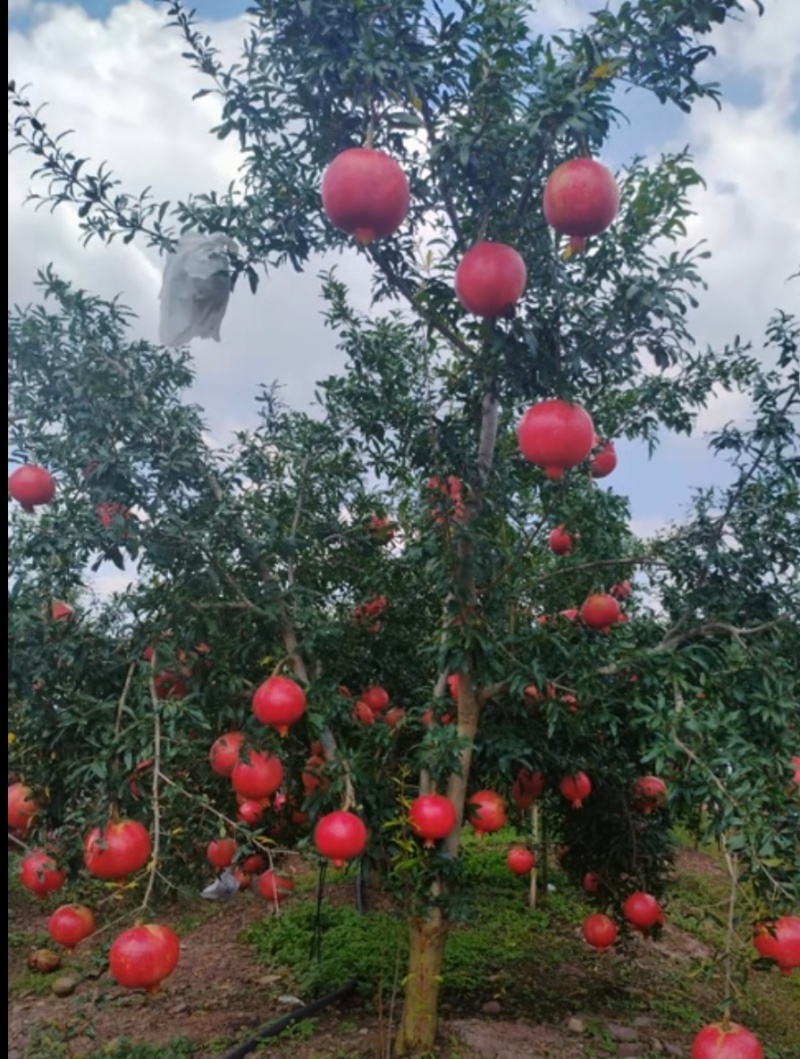 黑籽酸石榴