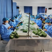 基地规模占地500亩货源充足，放心采购，换茬及时