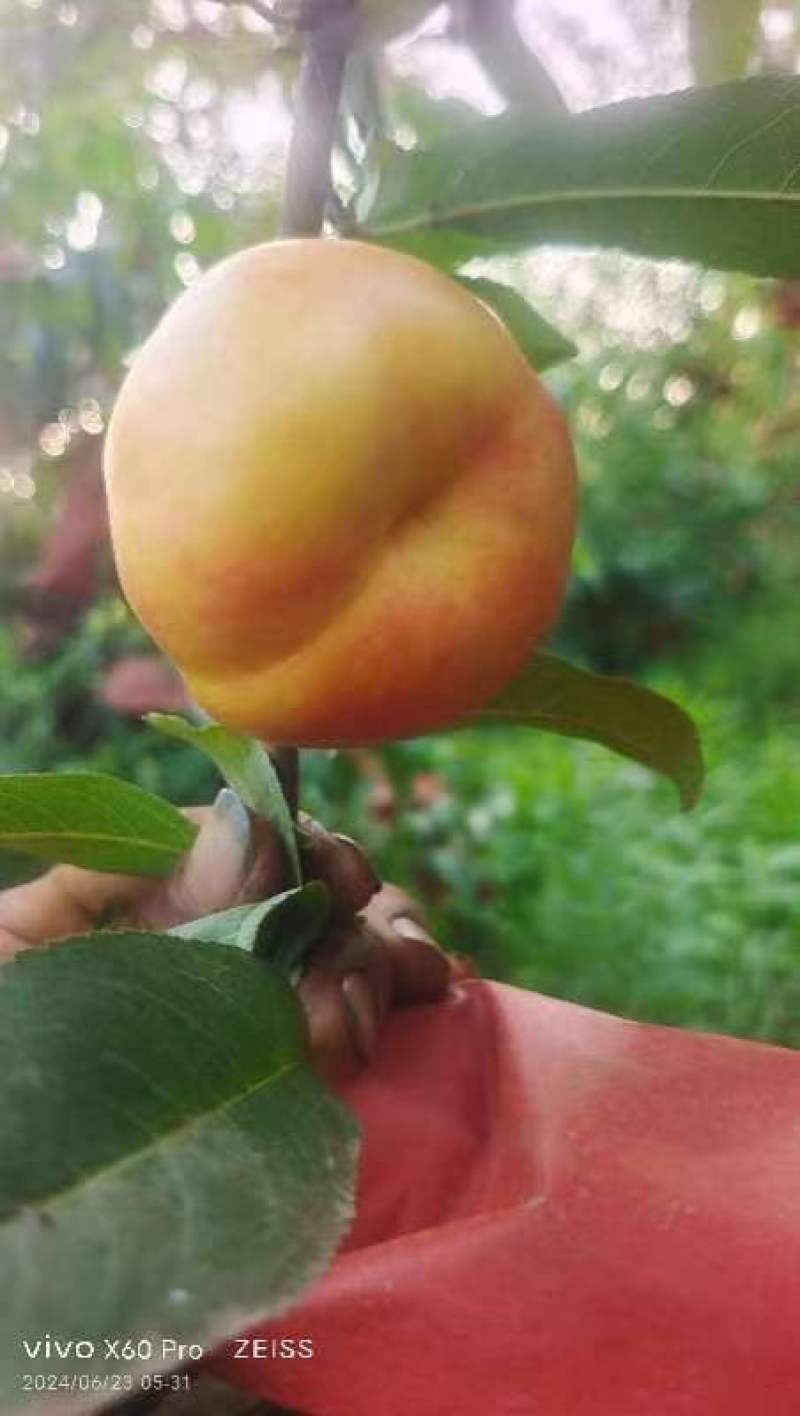 油蟠桃。中油蟠十三大量现货