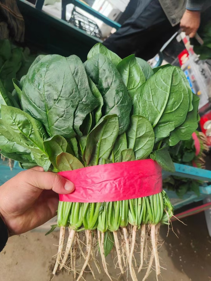 【实力推荐】河北菠菜/大叶菠菜/全国发货/有档口放心合作