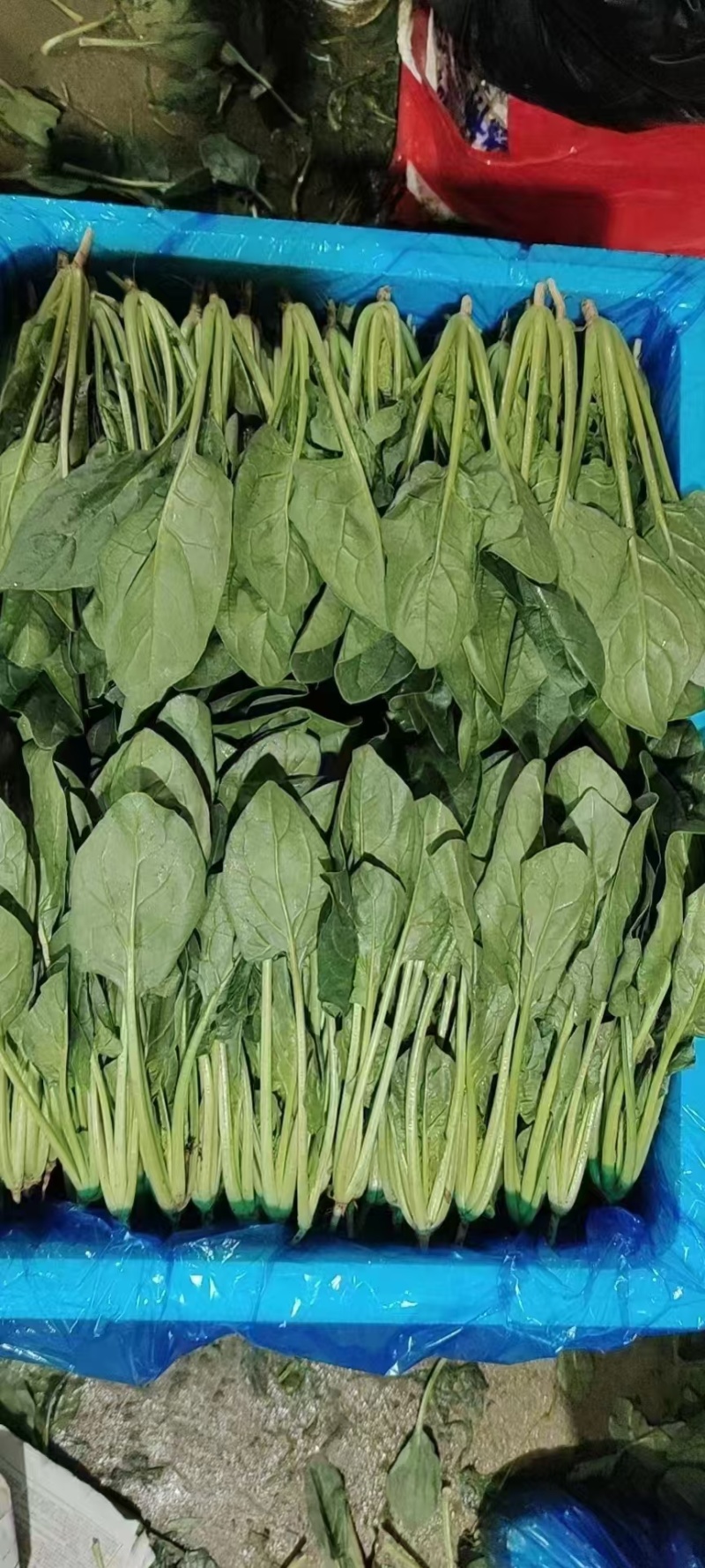 【实力推荐】河北菠菜/大叶菠菜/全国发货/有档口放心合作