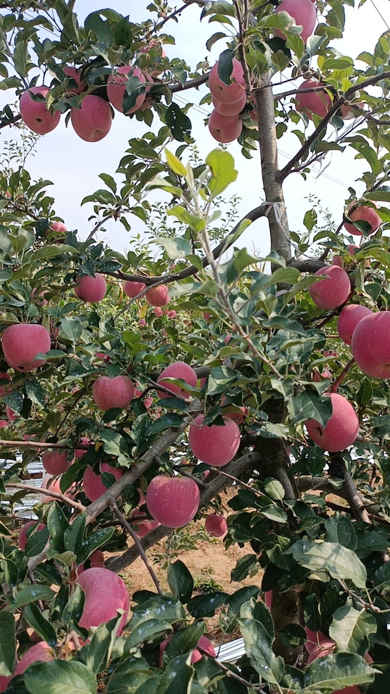 晩熟红富士，嗄拉系，红思尼克，米萁拉，
