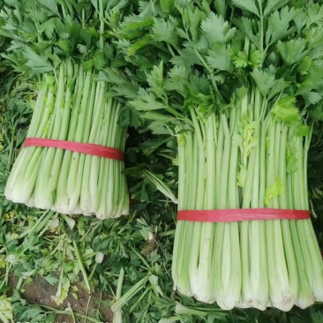 【复购高】河北芹菜/香芹/精品芹菜/全国发货/欢迎咨询