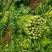 【复购高】河北芹菜/香芹/精品芹菜/全国发货/欢迎咨询