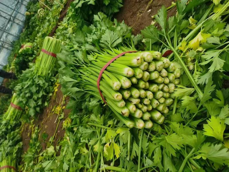 【复购高】河北芹菜/香芹/精品芹菜/全国发货/欢迎咨询
