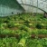 【复购高】河北芹菜/香芹/精品芹菜/全国发货/欢迎咨询