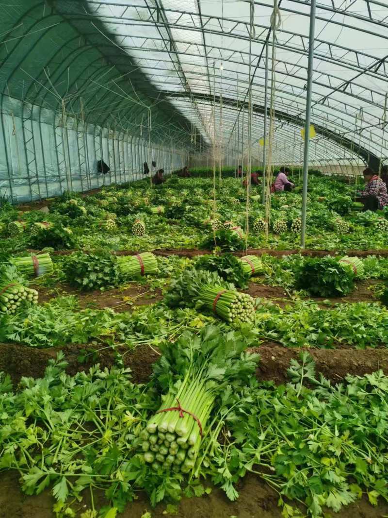 【复购高】河北芹菜/香芹/精品芹菜/全国发货/欢迎咨询