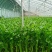 【复购高】河北芹菜/香芹/精品芹菜/全国发货/欢迎咨询