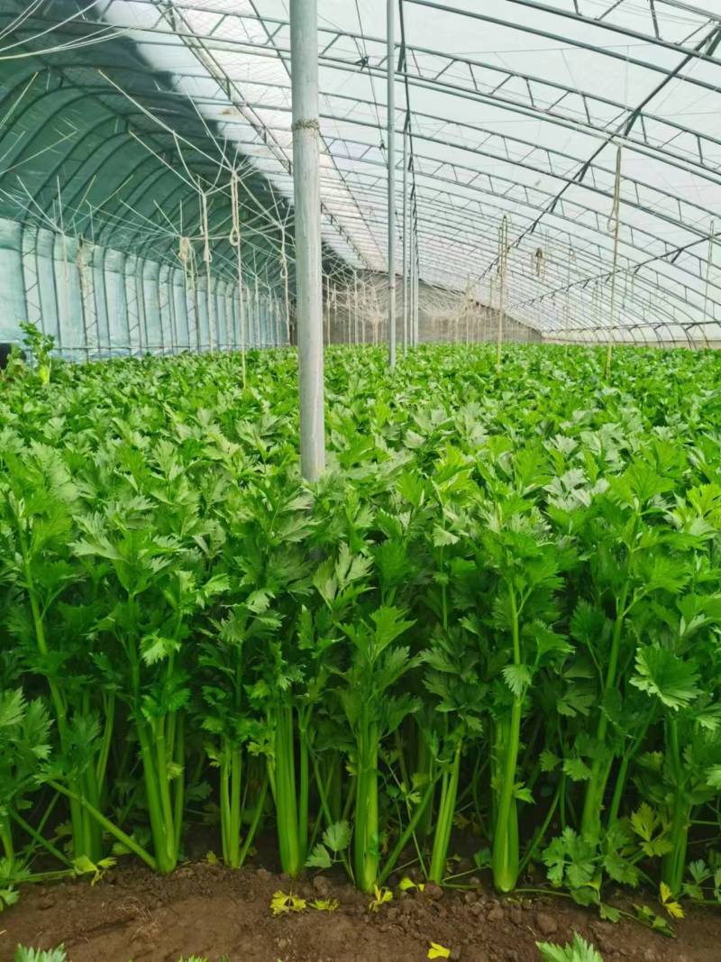 【复购高】河北芹菜/香芹/精品芹菜/全国发货/欢迎咨询