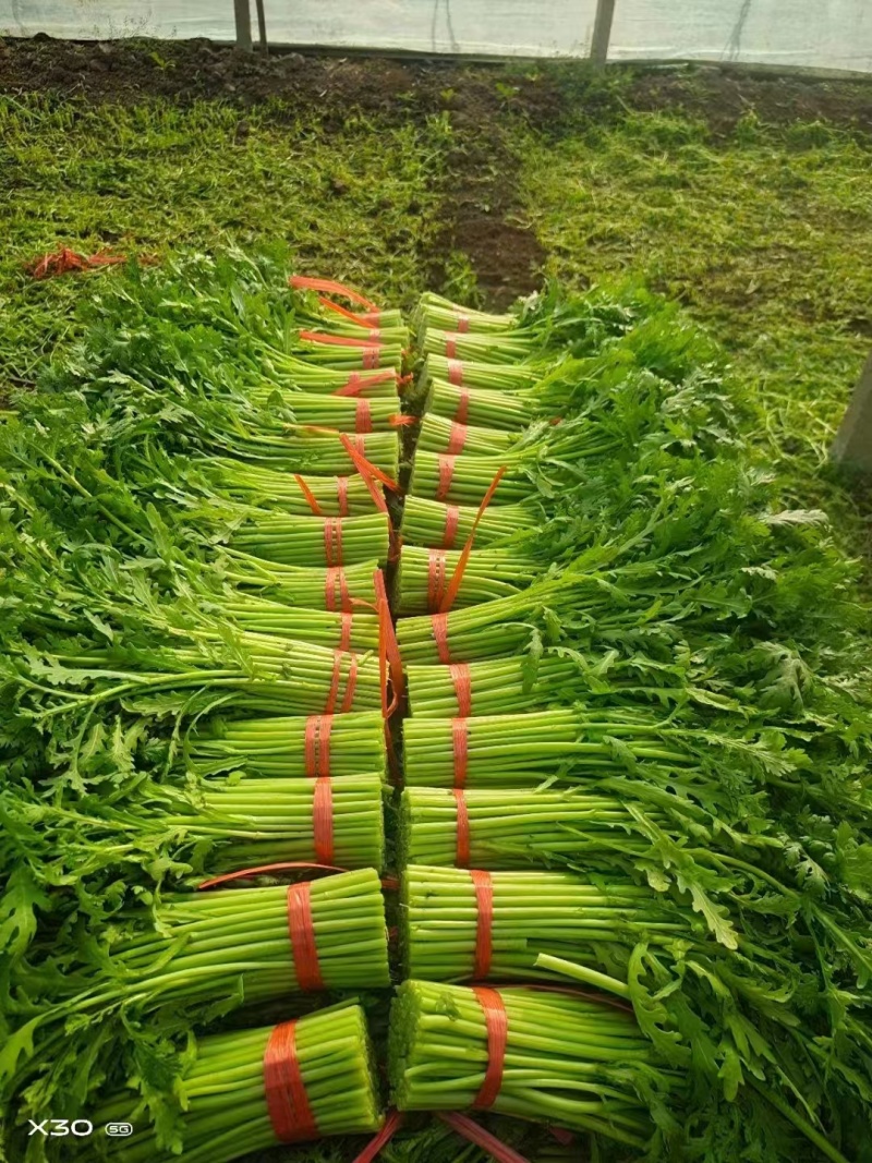 【复购高】河北芹菜/香芹/精品芹菜/全国发货/欢迎咨询