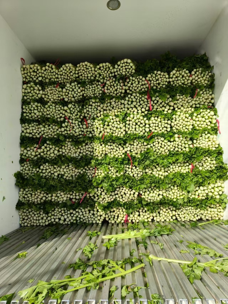 【复购高】河北芹菜/香芹/精品芹菜/全国发货/欢迎咨询