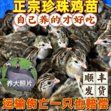 正品珍珠鸡苗活禽山鸡苗白化山鸡苗活体鸡苗出壳珍珠鸡苗包活