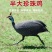 正品珍珠鸡苗活禽山鸡苗白化山鸡苗活体鸡苗出壳珍珠鸡苗包活