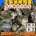 正品珍珠鸡苗活禽山鸡苗白化山鸡苗活体鸡苗出壳珍珠鸡苗包活