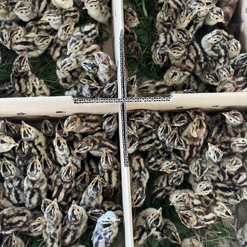 正品珍珠鸡苗活禽山鸡苗白化山鸡苗活体鸡苗出壳珍珠鸡苗包活