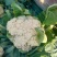 【优选】河北花菜/松花菜/散花/白面青梗松花菜/基地直发
