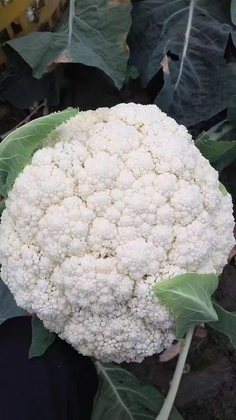 【优选】河北花菜/松花菜/散花/白面青梗松花菜/基地直发
