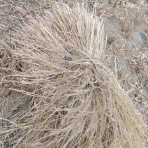 牛羊草大量出货价格优惠视频看货规格齐全
