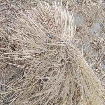 牛羊草大量出货价格优惠视频看货规格齐全