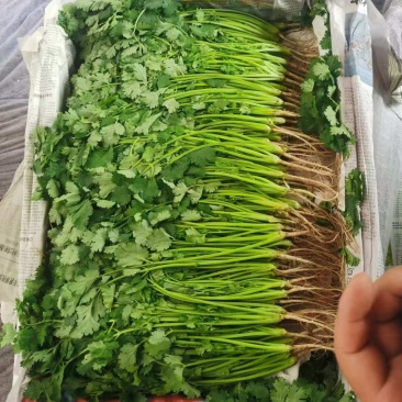 【实力推荐】河北香菜/大叶香菜/常年供应/欢迎咨询