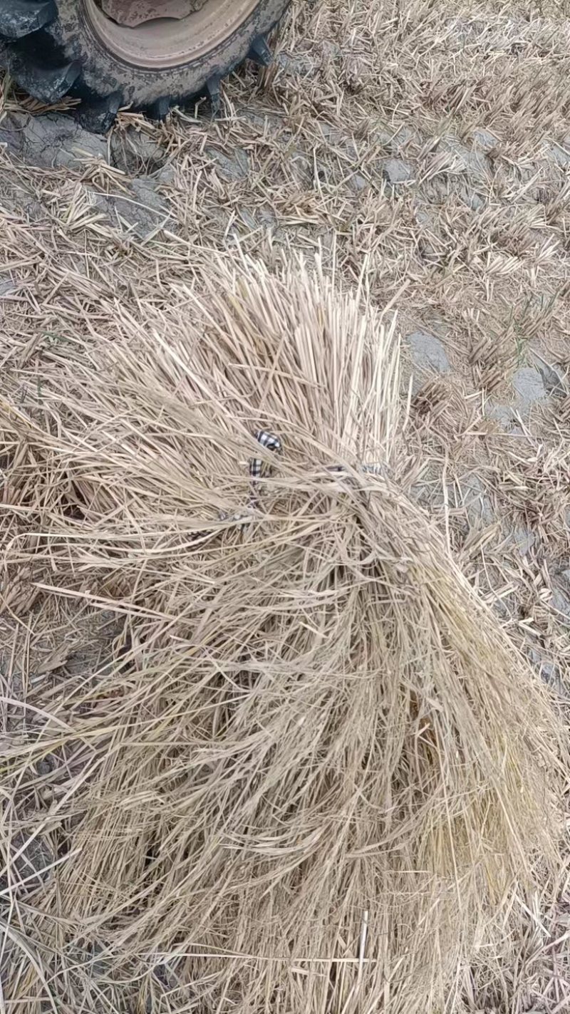 牛羊草大量出货价格优惠视频看货规格齐全