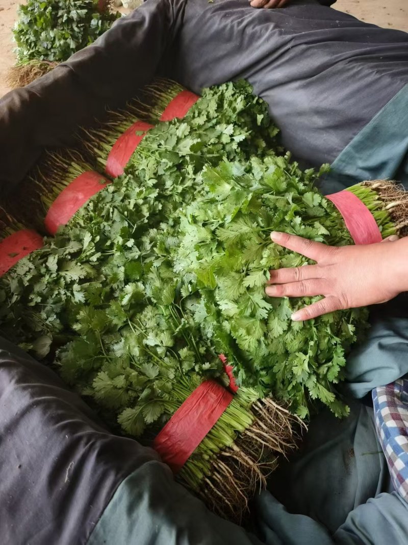 【实力推荐】河北香菜/大叶香菜/常年供应/欢迎咨询