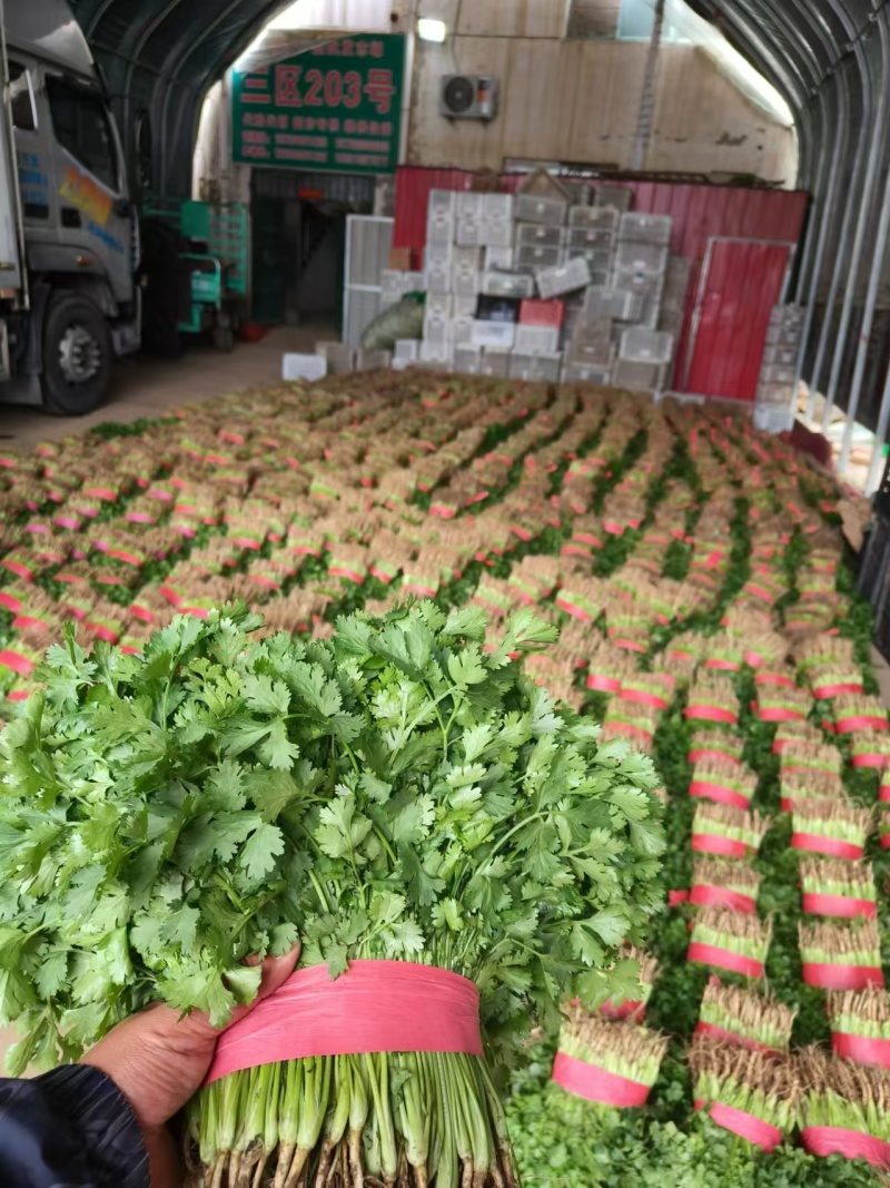 【实力推荐】河北香菜/大叶香菜/常年供应/欢迎咨询