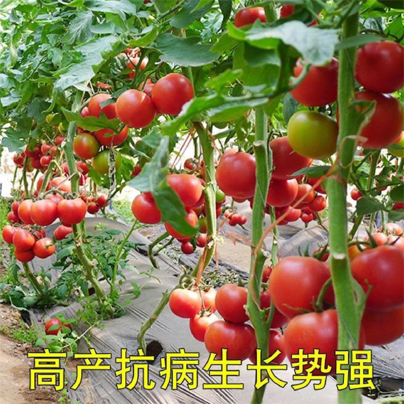 红宝石番茄种子无限生长大红果中早熟四季西红柿种籽耐低温耐