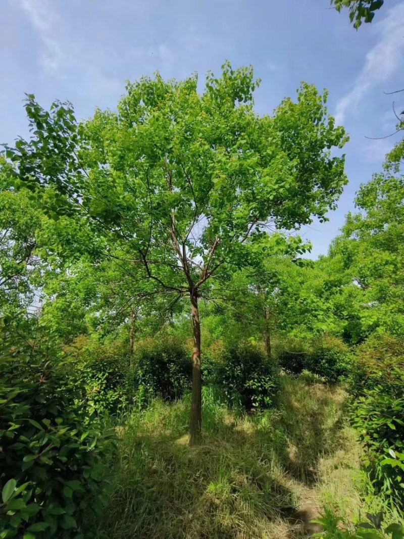 12公分乌桕到30公分乌桕苗圃直发/规格齐全，保质保量