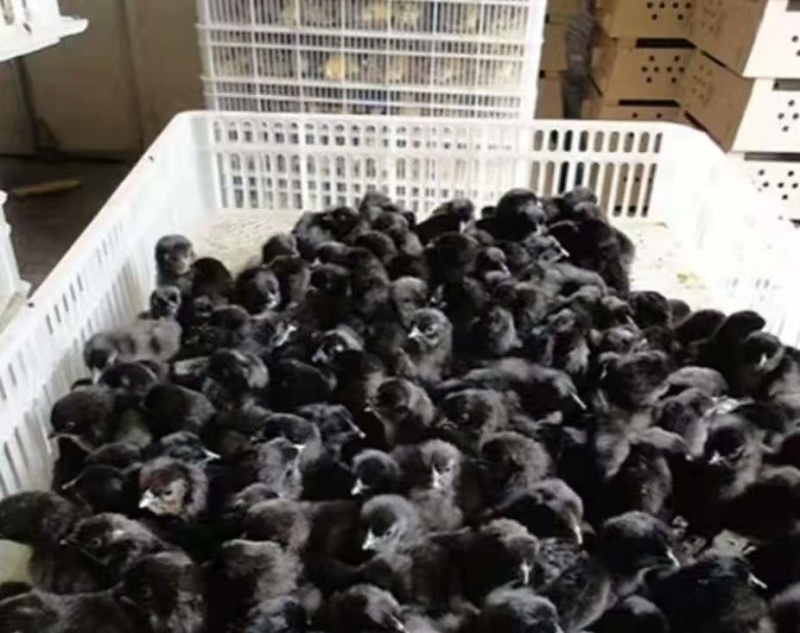 五黑绿壳蛋鸡苗青年鸡苗脱温鸡苗出壳苗大量现货顺丰快递