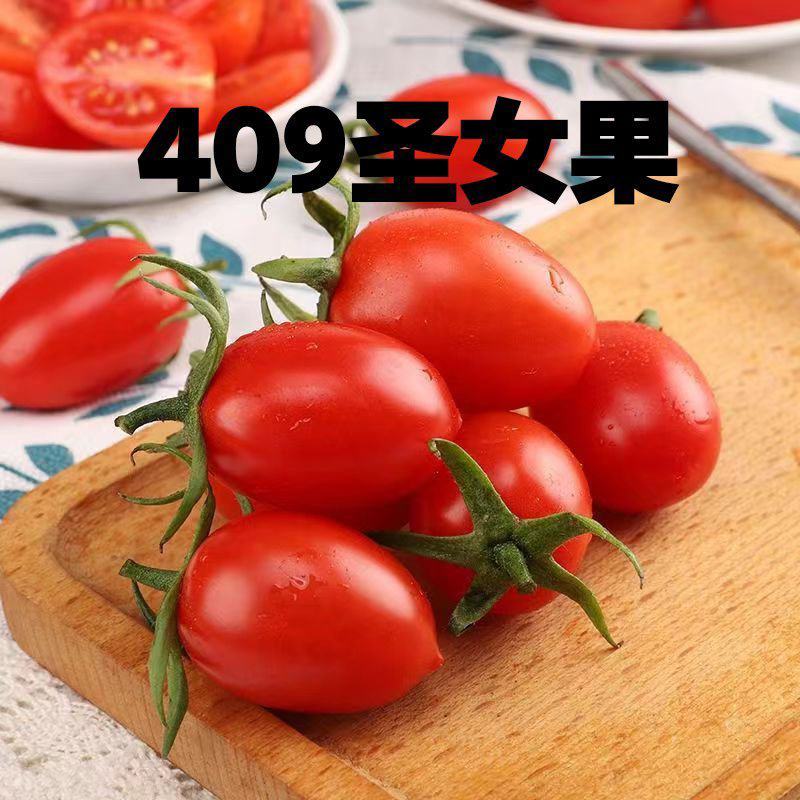 409小柿子，辽宁朝阳产区大量现货，按客户要求的走，来吧