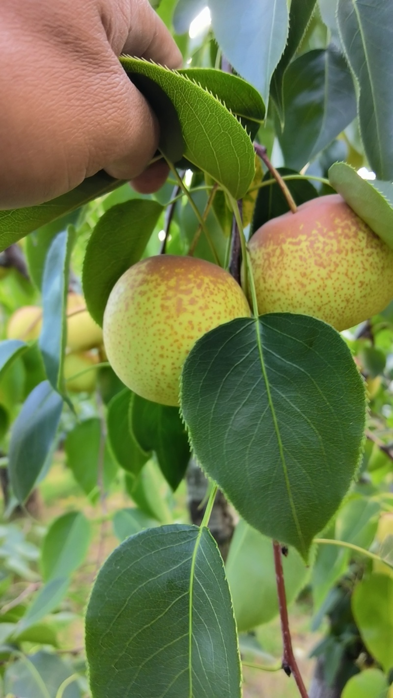 精品花盖梨，绥中产地直发，对接市场价格实惠欢迎来电
