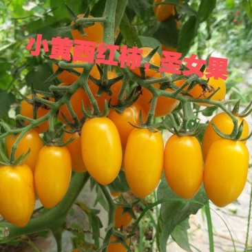 小黄圣女果，辽宁产区，基地种植，量很大，今年的质量可以！