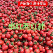 串红小番茄，大棚种植，今年的果子质量很好，批发零售都发！