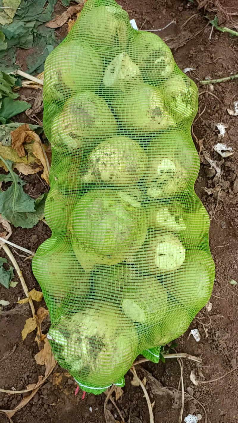 芥菜山西芥菜一手货源，品质保证对接商超欢迎下单