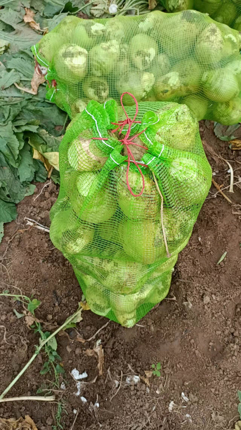 芥菜山西芥菜一手货源，品质保证对接商超欢迎下单