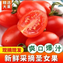 辽宁大棚千禧圣女果，今年的果子直接不错，需要的采购商联系