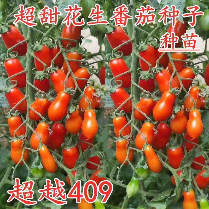409小西红柿种苗，对接大型种植基地，小型农户都可以欢迎