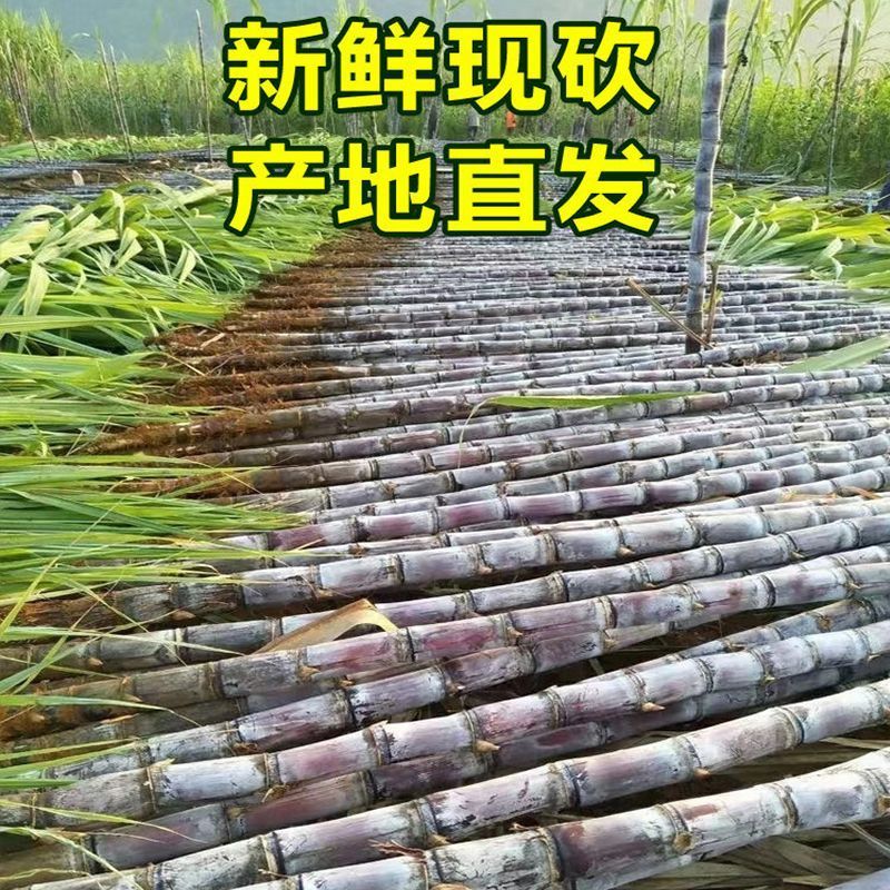 云南黑皮甘蔗，一手货源，脆甜汁多，全国发货，品质保证