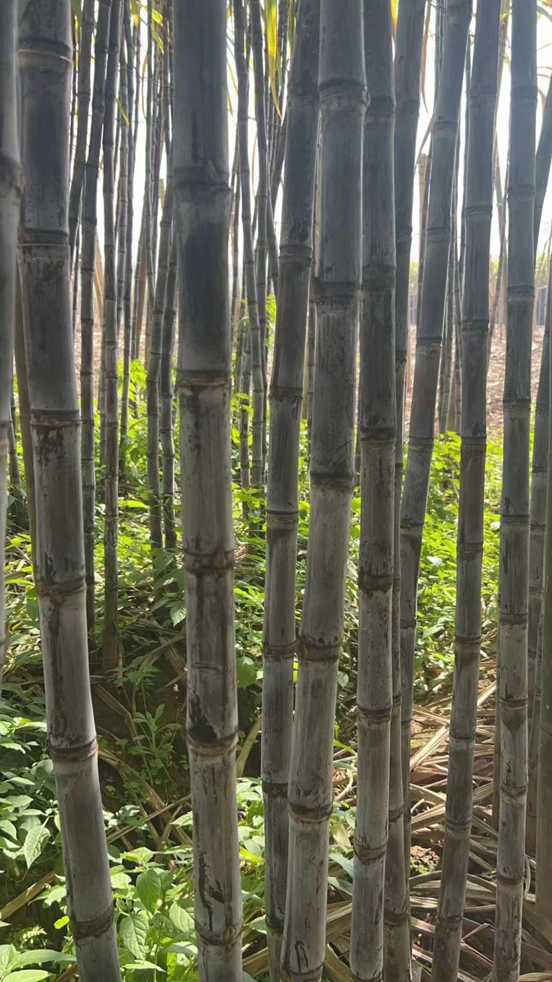 云南黑皮甘蔗，一手货源，脆甜汁多，全国发货，品质保证